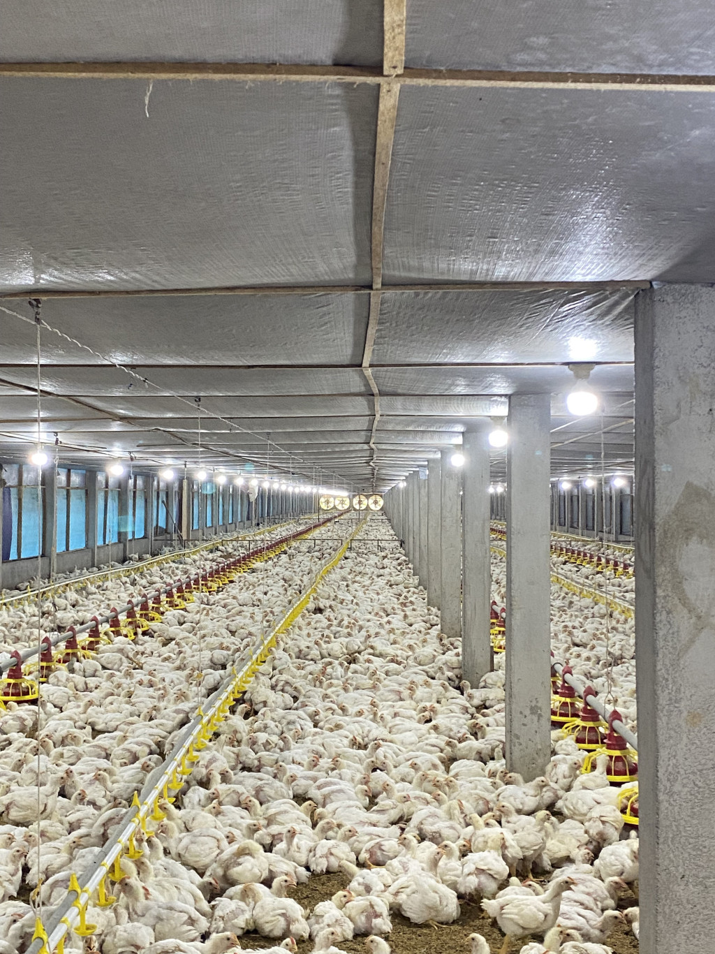 Peternakan ayam yang sudah modern dan memenuhi SNI dengan kandang bersistem close house.