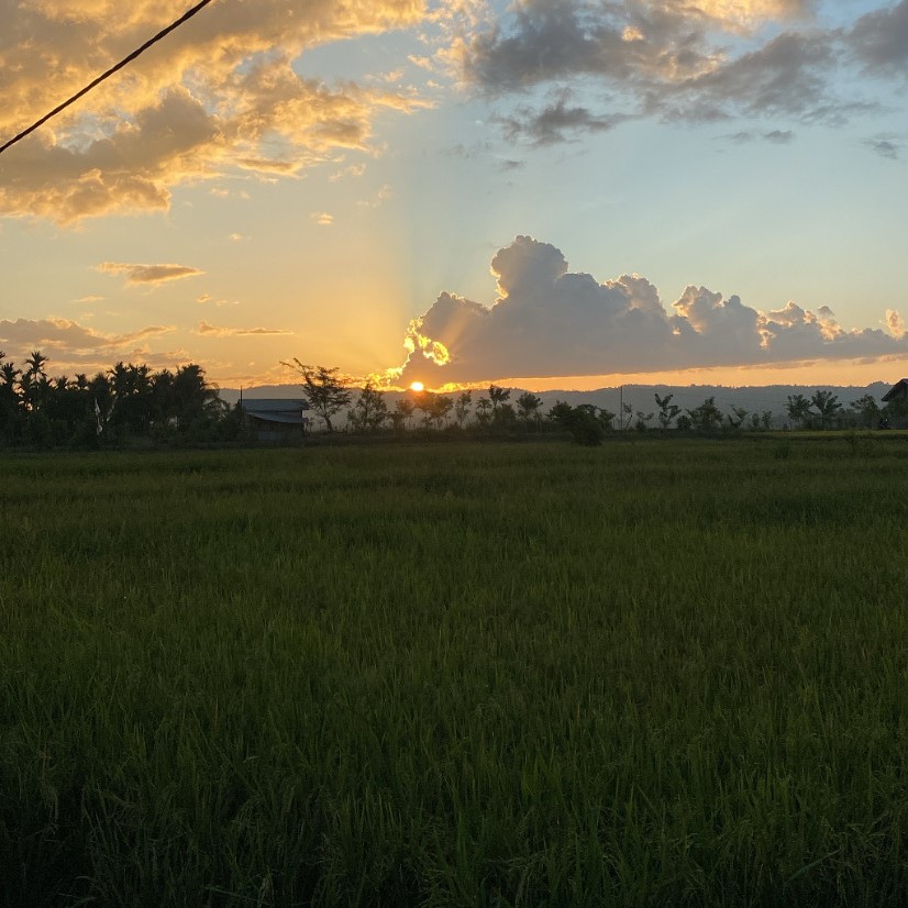 Budidaya padi 